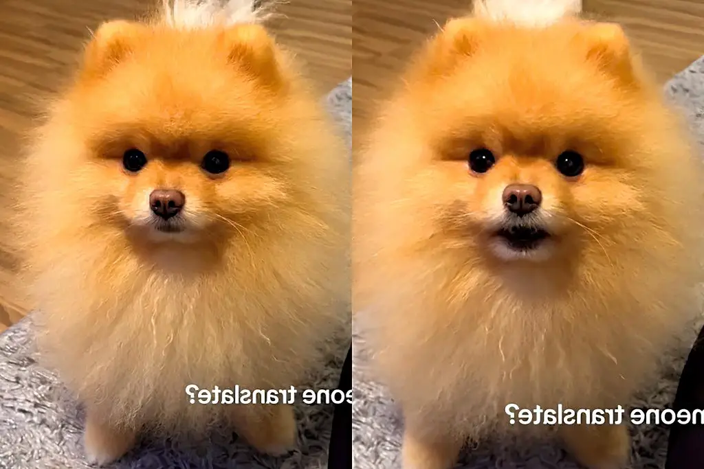 um cachorro da raça lulu da pomerânia.