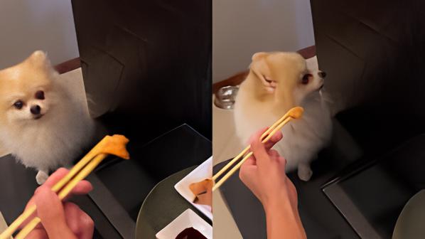 um lulu da pomerânia olhandouma pessoa comendo sushi