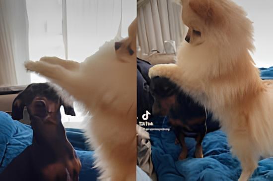 um lulu da pomerânia benzendo sua irmãzinha pet.
