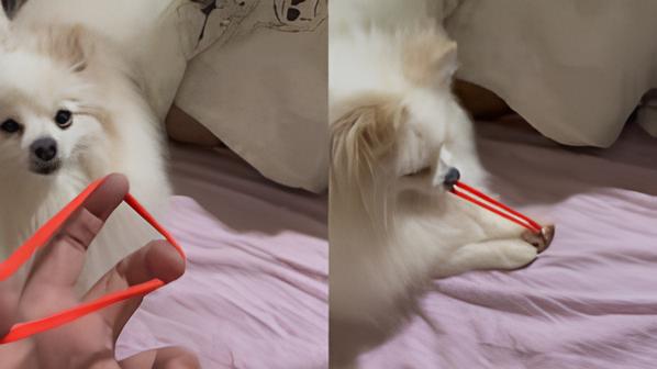 um cachorro da raça lulu da pomerânia brincando com um estilingue