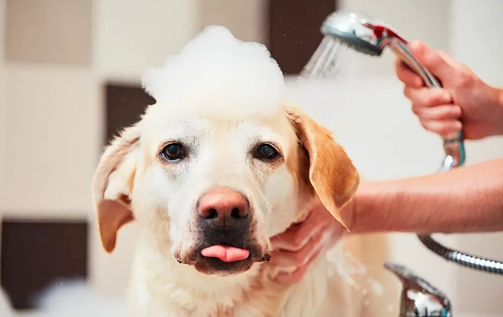 um cachorro tomando banho no chuveiro de sua casa.