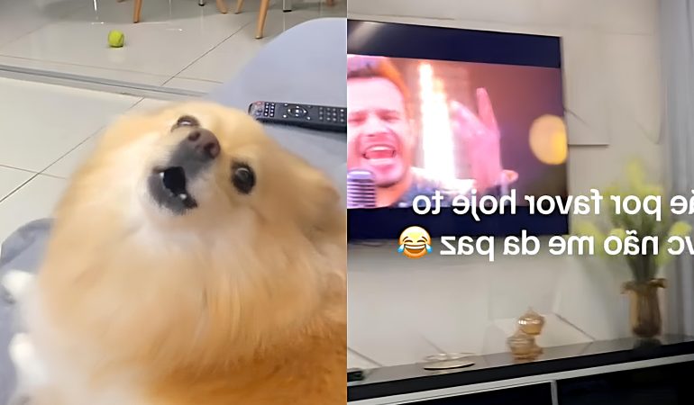 um cachorro da raça lulu da pomerÂnia uivando escutando música sertaneja.