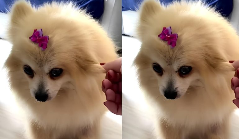 uma lulu da pomerânia traumatizada, pois sofreu maus tratos.