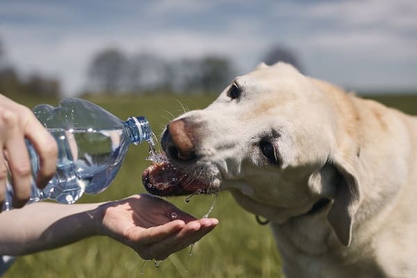 um cachorro tomando água de uma garrafinha não mão do seu tutor.