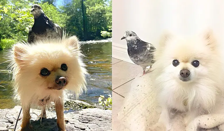 um lulu da pomerânia com um pombo brincando