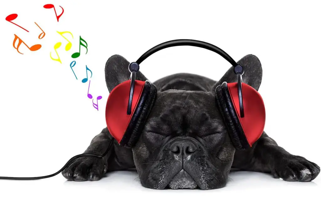 um pug deitado com fones de ouvidos escutando músicas.