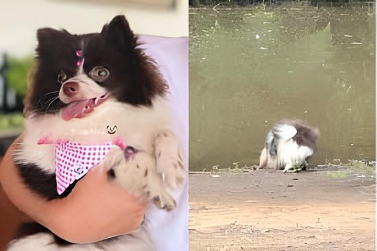 um cachorro lulu da pomerânia brincando na beira de um rio todo sujo
