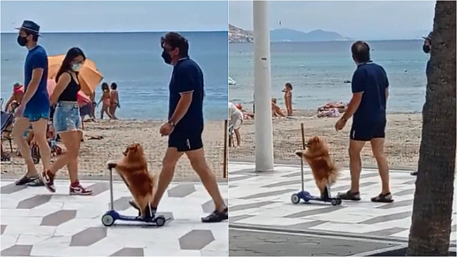 um cachorro da raça lulu da pomerânia andando de patinete na beira da praia com seu tutor.