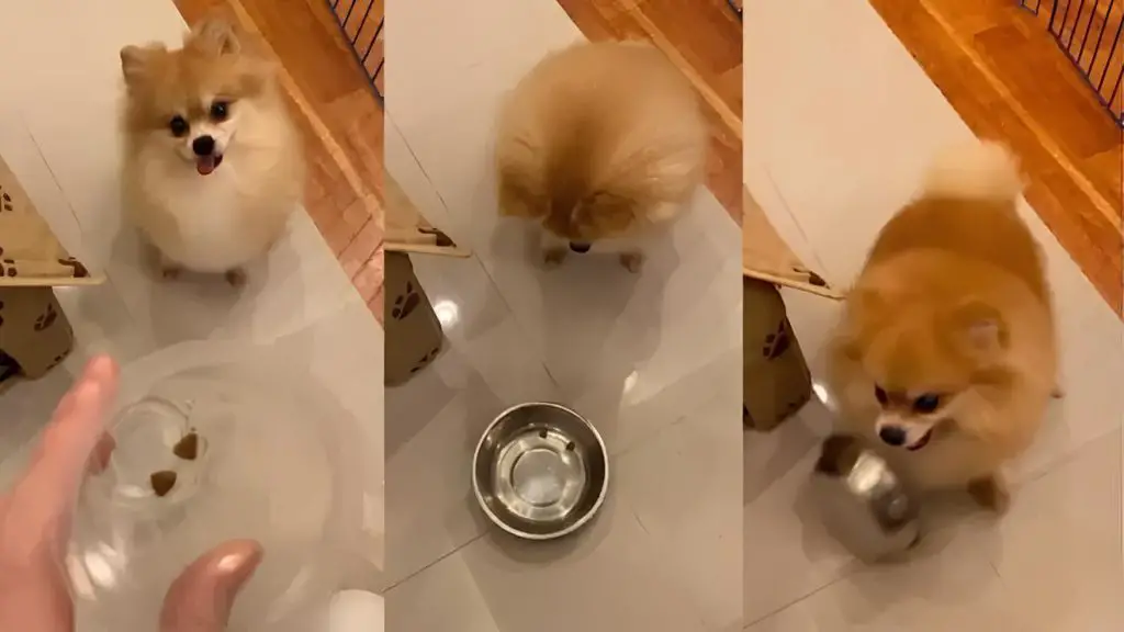 um lulu da pomerânia comendo ração
