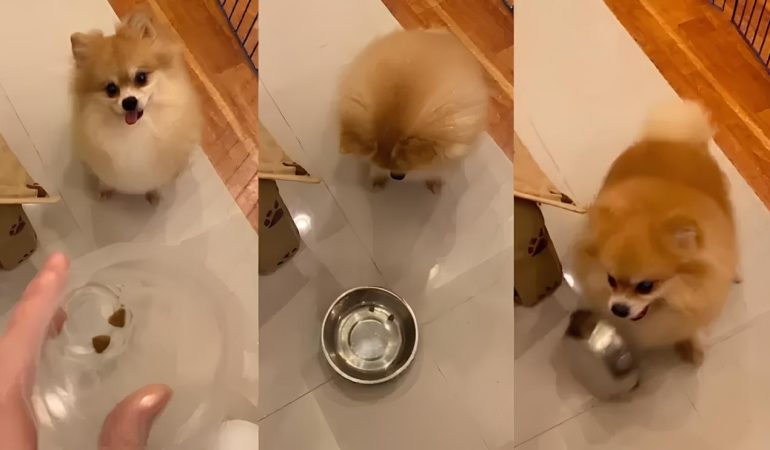 um lulu da pomerânia comendo comida de dieta.