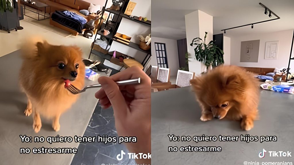 um cachorro lulu da pomerânia sendo alimentado com um garfo pela sua tutora.