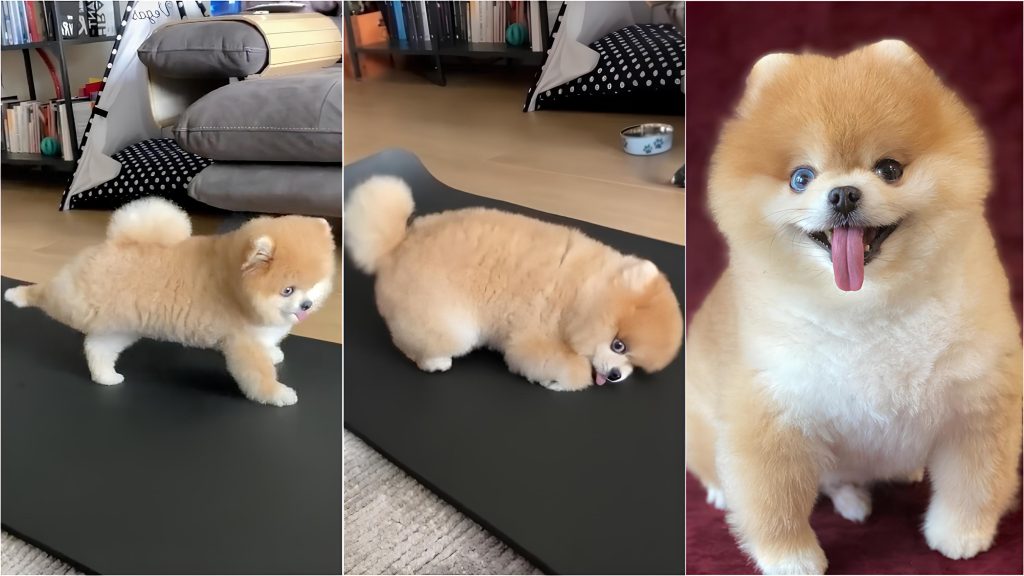 um lulu da pomerânia fazendo yoga