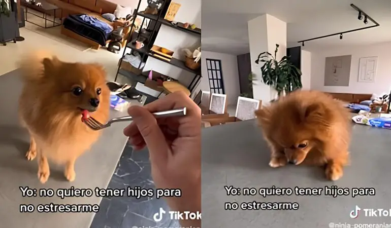 um lulu da pomerânia sendo alimentado com garfo.