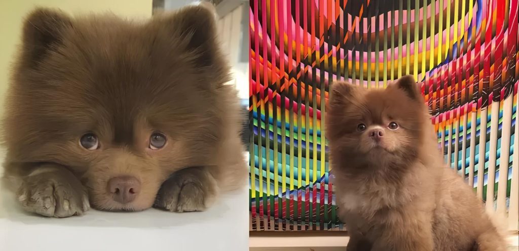 um lulu da pomerãnia grande na pelagem marrom