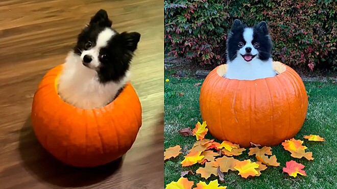 uma abóbora com cachorro da raça lulu da pomerânia dentro.
