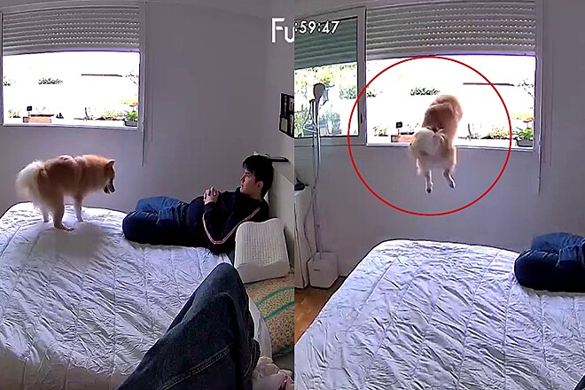 um lulu da pomerãnia pulando a janela de um quarto.
