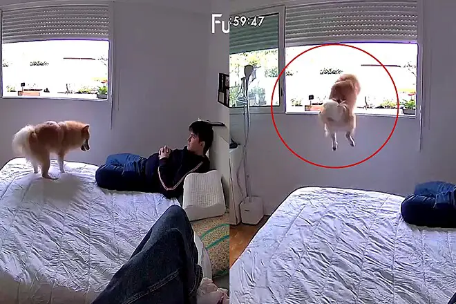 um lulu da pomerânia pulando a janela de um quarto para passear.