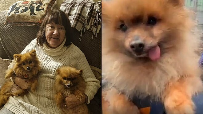 um lulu da pomerânia idoso no colo de sua tutora.