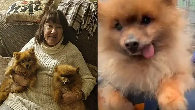 uma senhora sentada em um sofá com dois lulus da pomerânia ao seu lado.