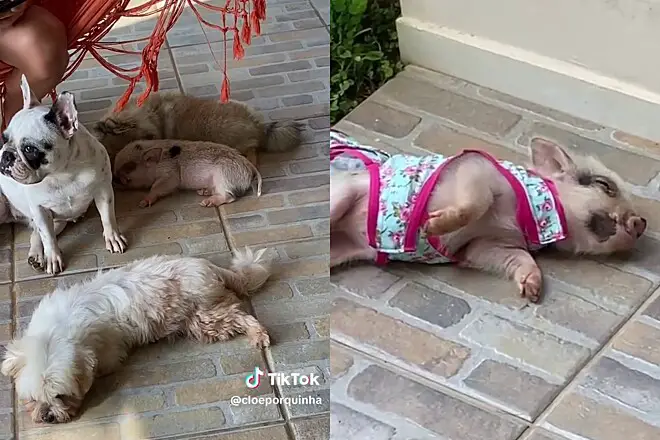 uma mini porquinha deitada ao chão brincando com cachorros e um lulu da pomerânia