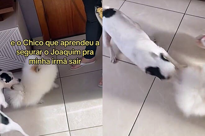 um cachorro vira lata e um lulu da pomerânia brincando.