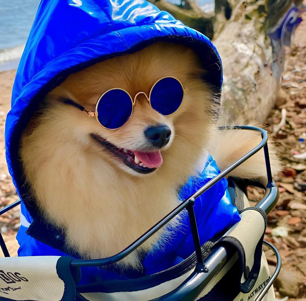 um cão de óculos escuros.