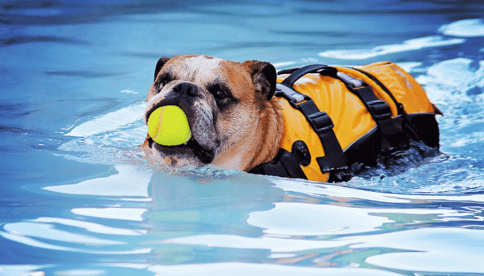 um cachorro com colete salva vidas em uma piscina com uma bolinha de tênis na mão