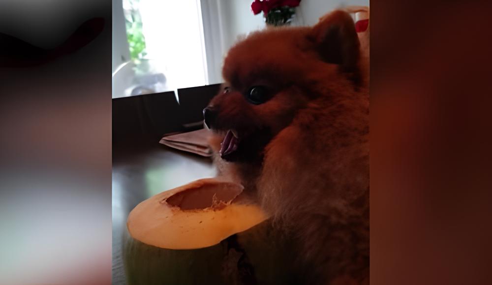 um lulu da pomerânia bravo porque estão tentando pegar o coco dele