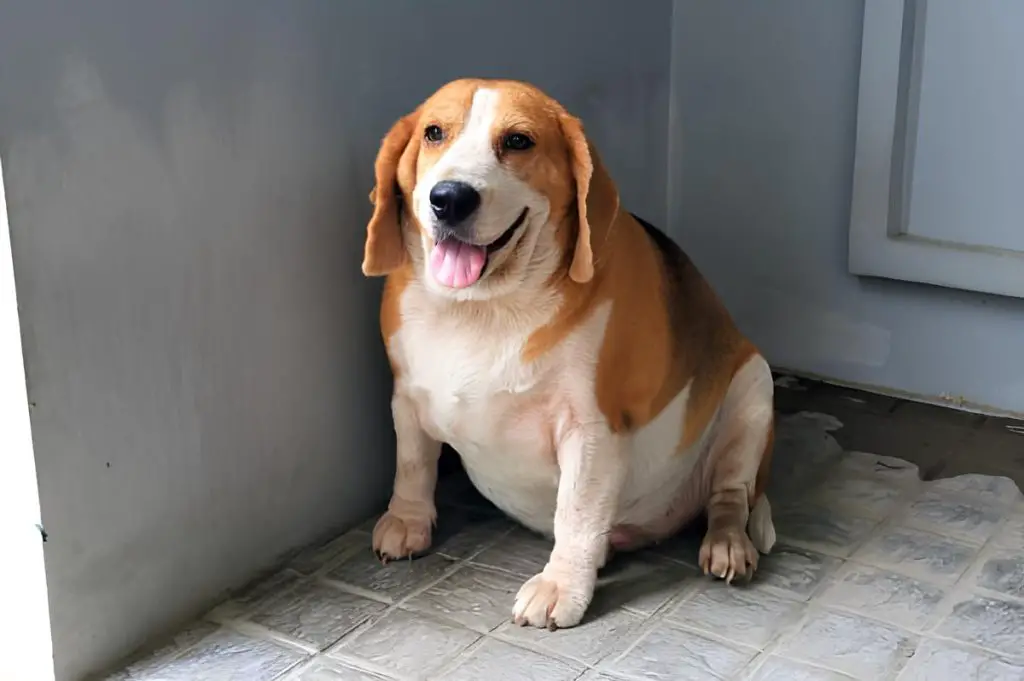 um cachorro com obesidade sentado em um chão.
