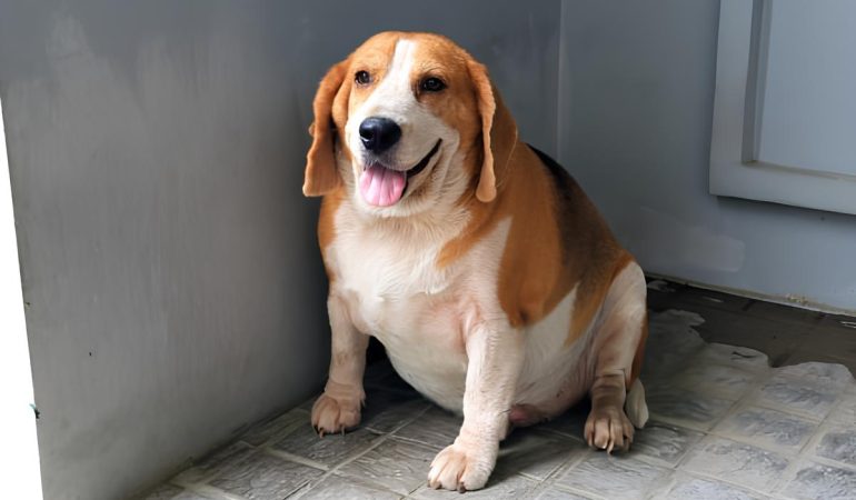 um cachorro obeso sentado descansando.