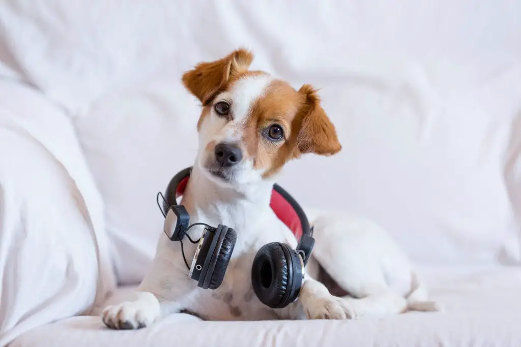 um cachorro com fones de ouvidos no pescoço