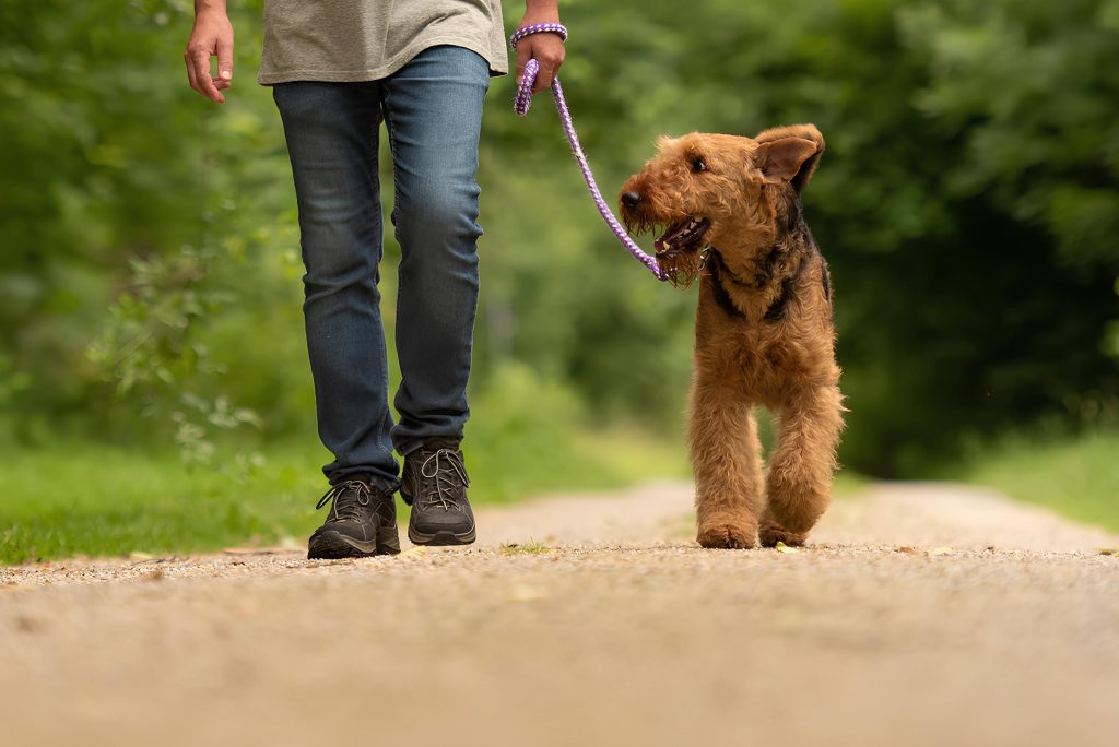 um cachorro na coleira andando em uma rua de chão batido com sue tutor.