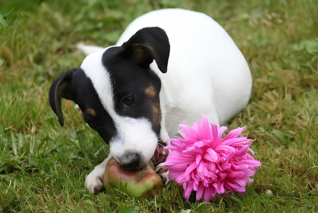 um cachorro deitado em um gramado comendo pera.