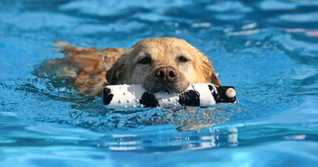 um cachorro dentro de uma piscina com seu brinquedo pet.