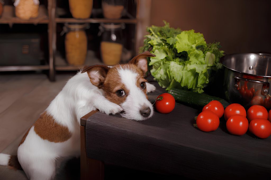 um cachorro apoiado em uma mesa, a sua frente tomates, alfaces e uma panela de alumínio.