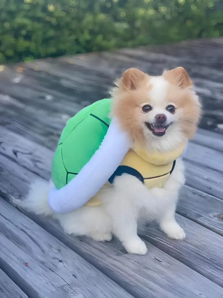 um Lulu da pomerânia fantasiado de bola.