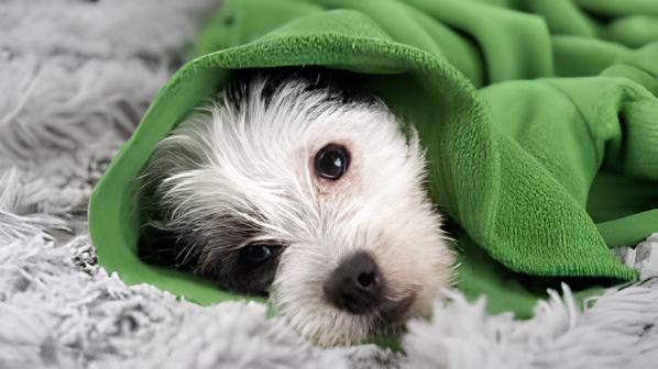 um cachorro com sintomas de hipoglicemia.