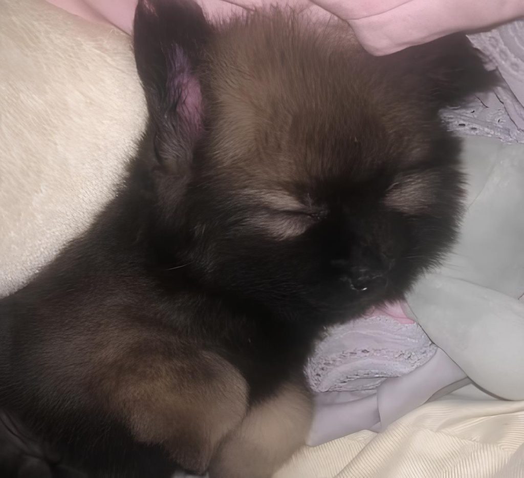 um cachorro dormindo.