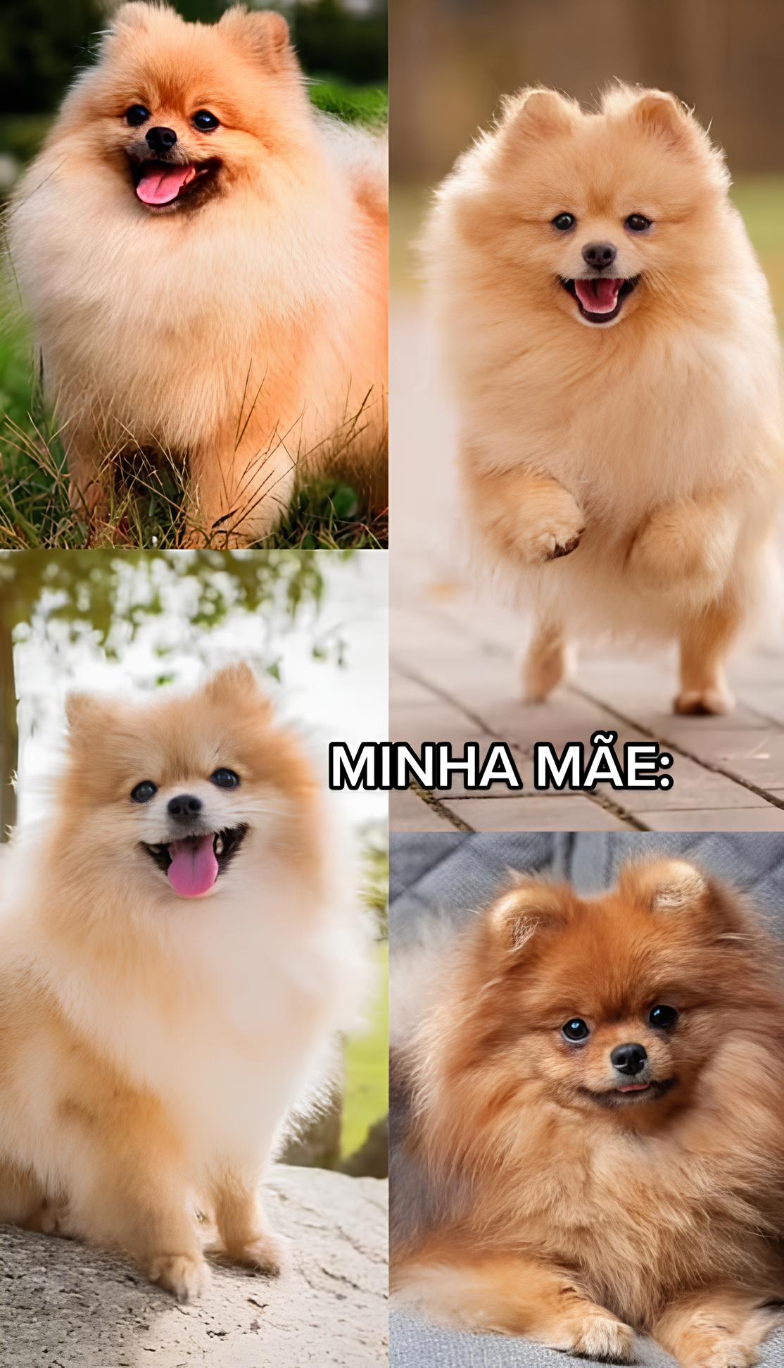 um cachorro lulu da pomerânia.