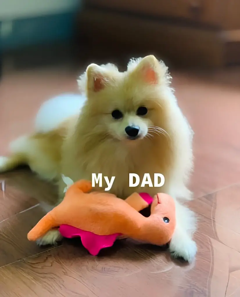 um cachorro da raça lulu da pomerânia deitado descansando com seu brinquedo pet.