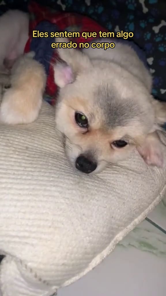 um lulu da pomerânia triste porque tosaram seu pelo errado.