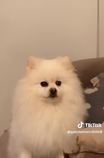 um lulu da pomerânia chamado chico sério