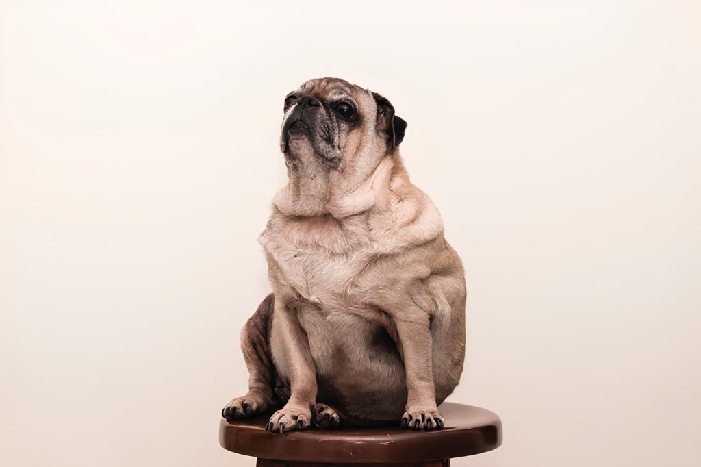 um pug com problema de d’água