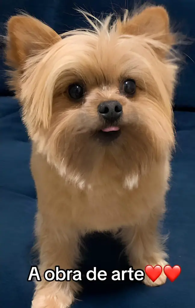 um cachorro resultado de um cruzamento das raças Lulu da Pomerânia e Yorkshire, seu nome é chico