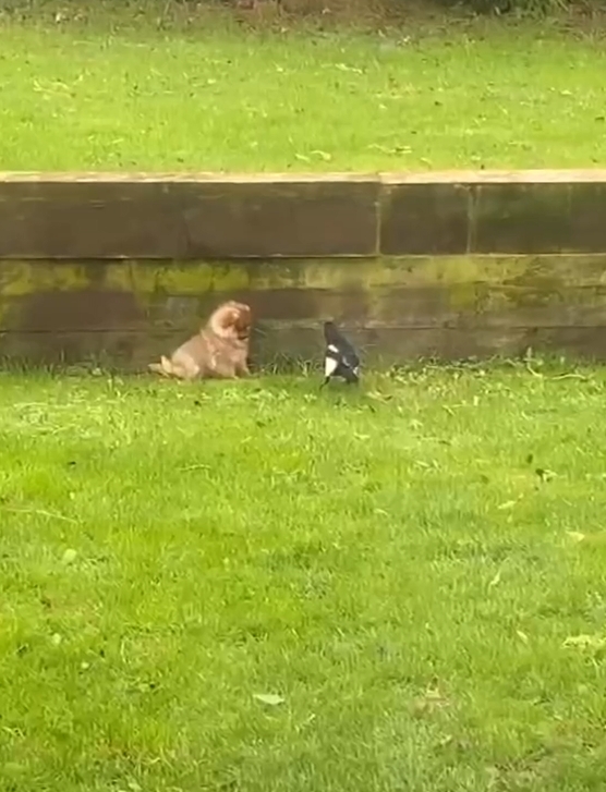 um lulu da pomerânia junto com um pássaro.