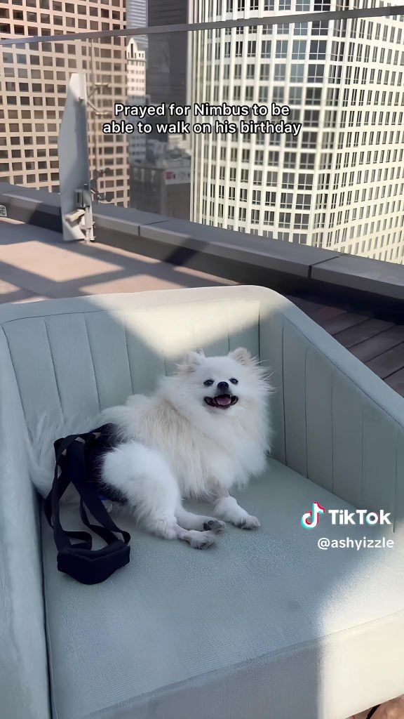 um lulu da pomerânia deitado em um sofá, ele esta voltando a andar