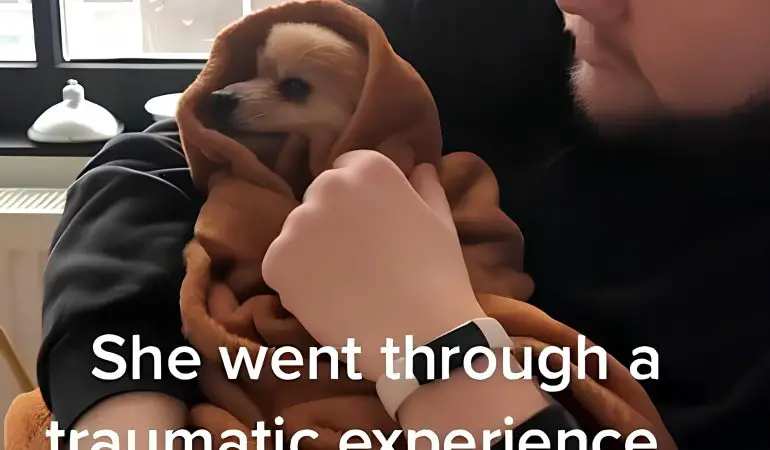 um lulu da pomerânia sendo acolhida no colo de seu tutor após passar por um momento traumático.