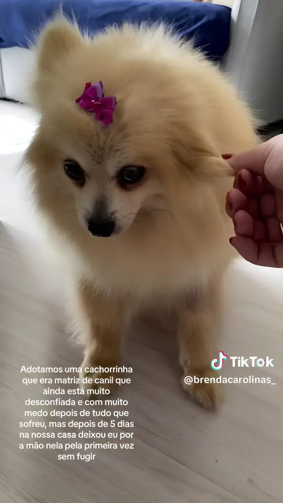 uma lulu da pomerânia traumatizada.