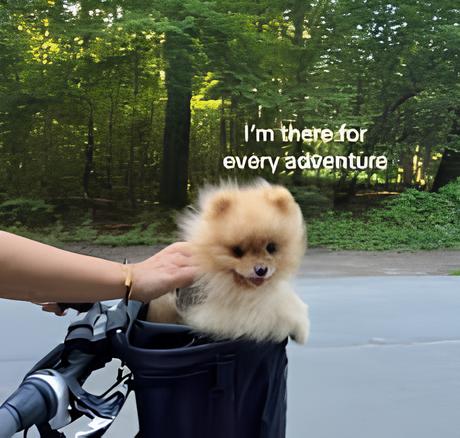 um lulu da pomerânia dentro da cestinha de uma bicicleta passeando com sua dona.