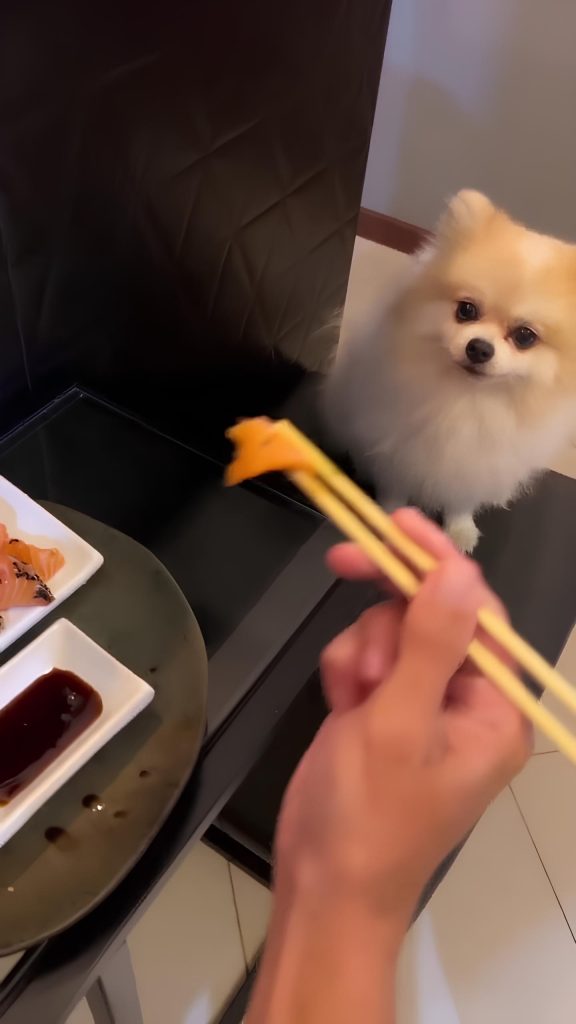 um lulu da pomerânia querendo sushi